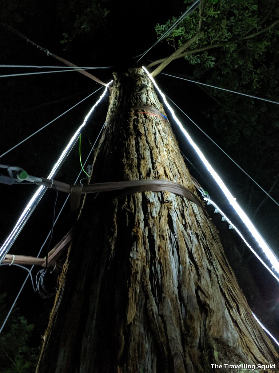 Whakarewarewa Forest in Rotorua at night