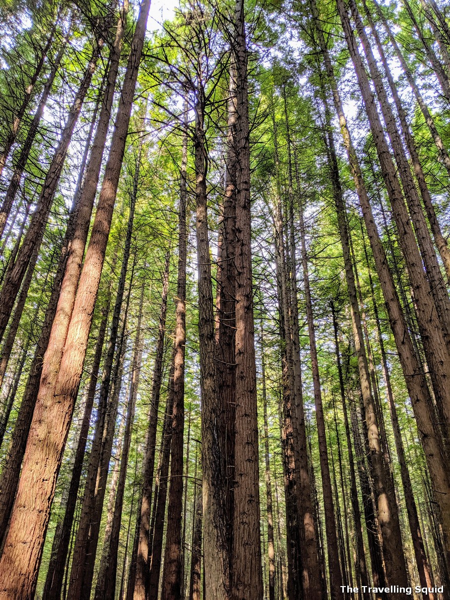 Whakarewarewa Forest