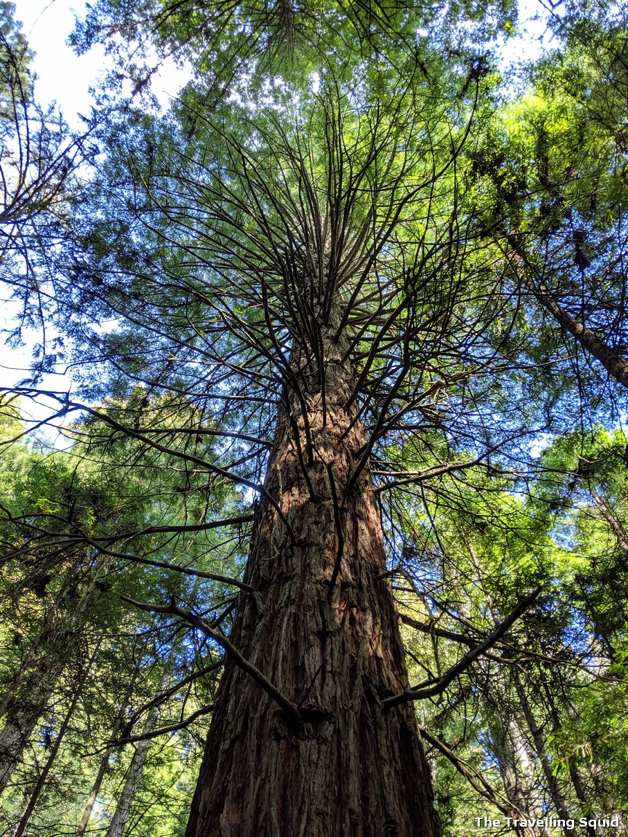 Whakarewarewa Forest