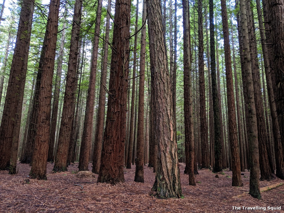 Whakarewarewa Forest