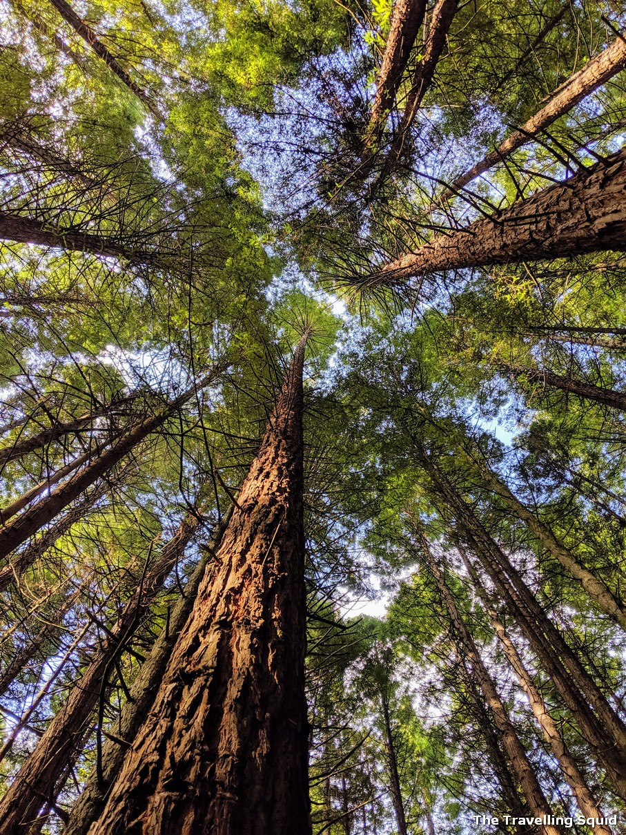 Whakarewarewa Forest