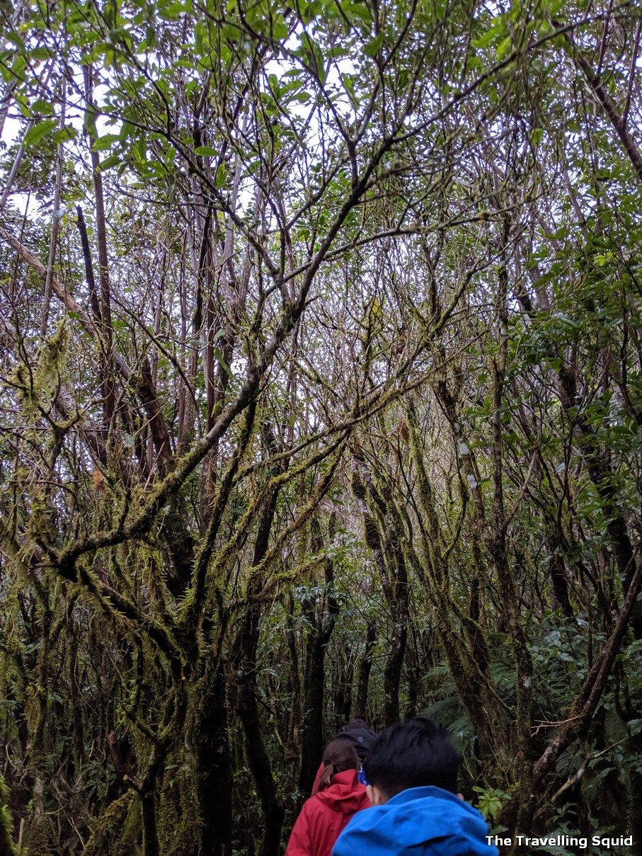 hike to Franz Josef Glacier flora and fauna