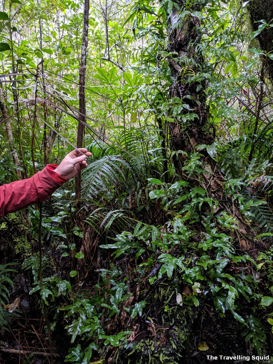 franz josef glacier ferns