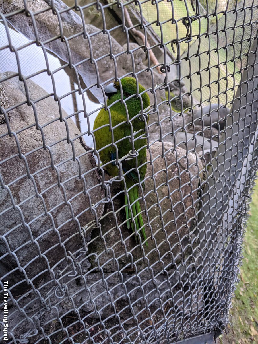 parakeet Te Anau rare bird sanctuary
