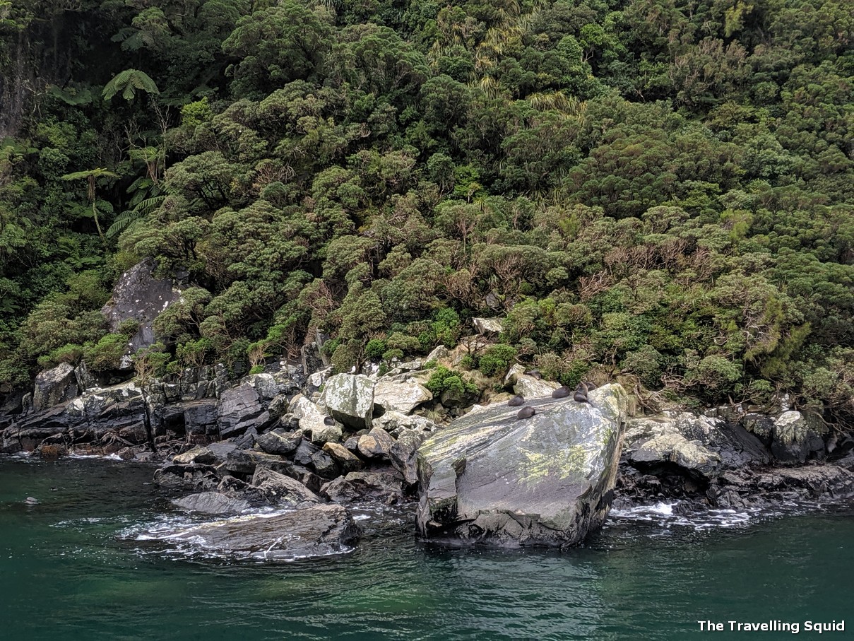 seals milford sound cruise fjord