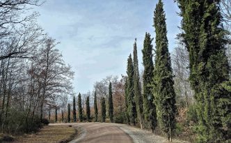 cypress Poggio Antico in Montalcino