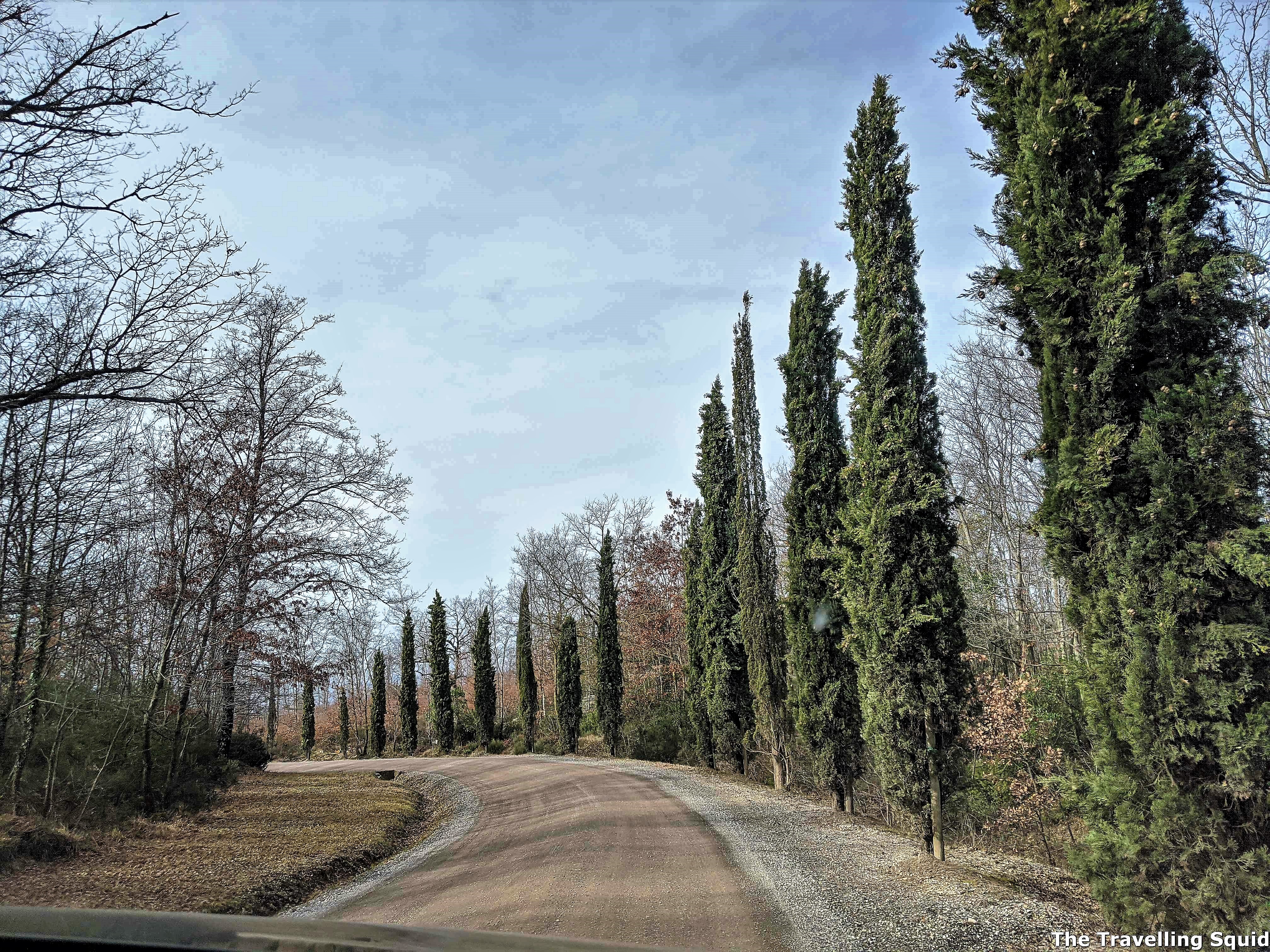 cypress Poggio Antico in Montalcino