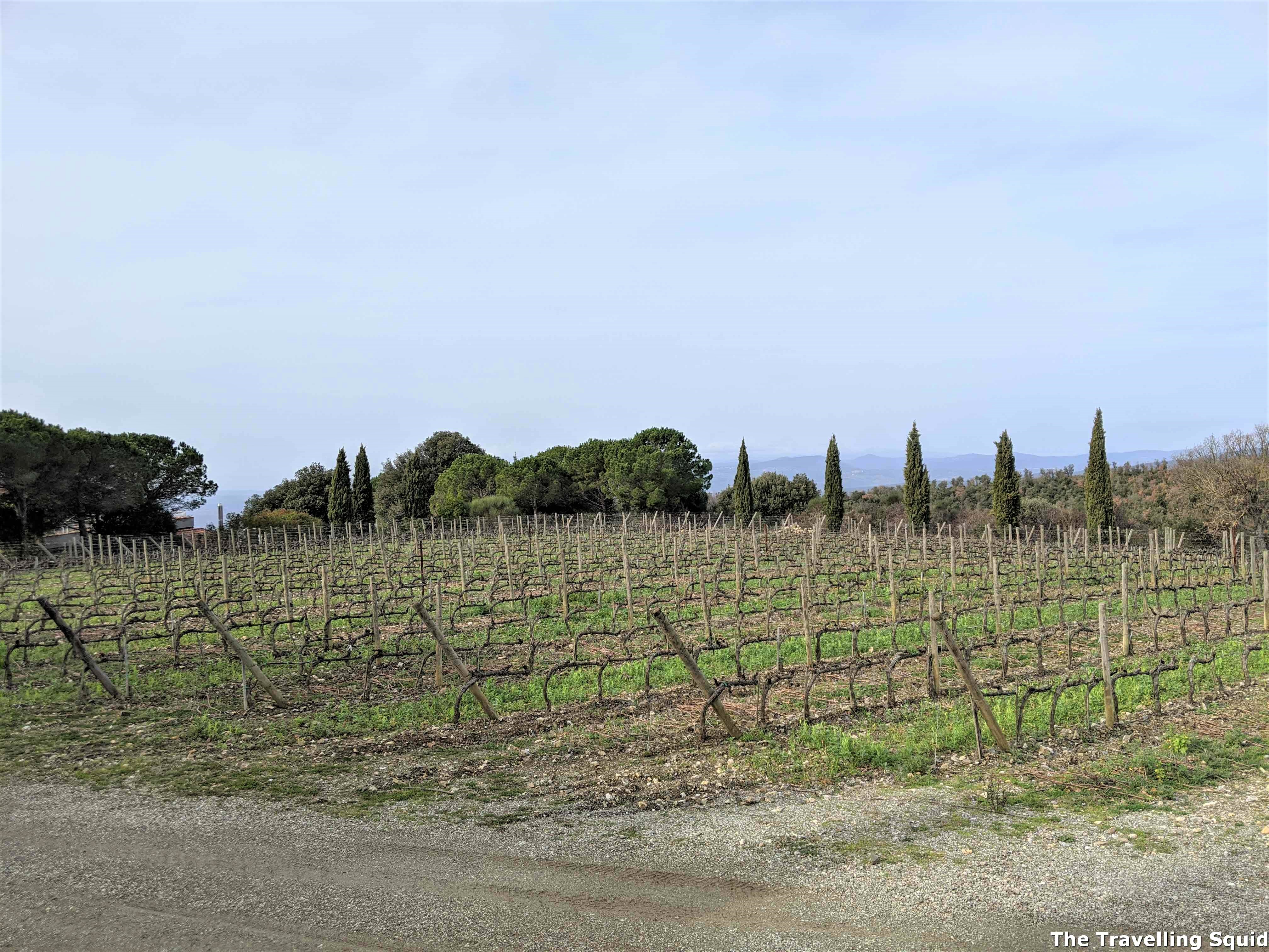 Poggio Antico in Montalcino vineyard