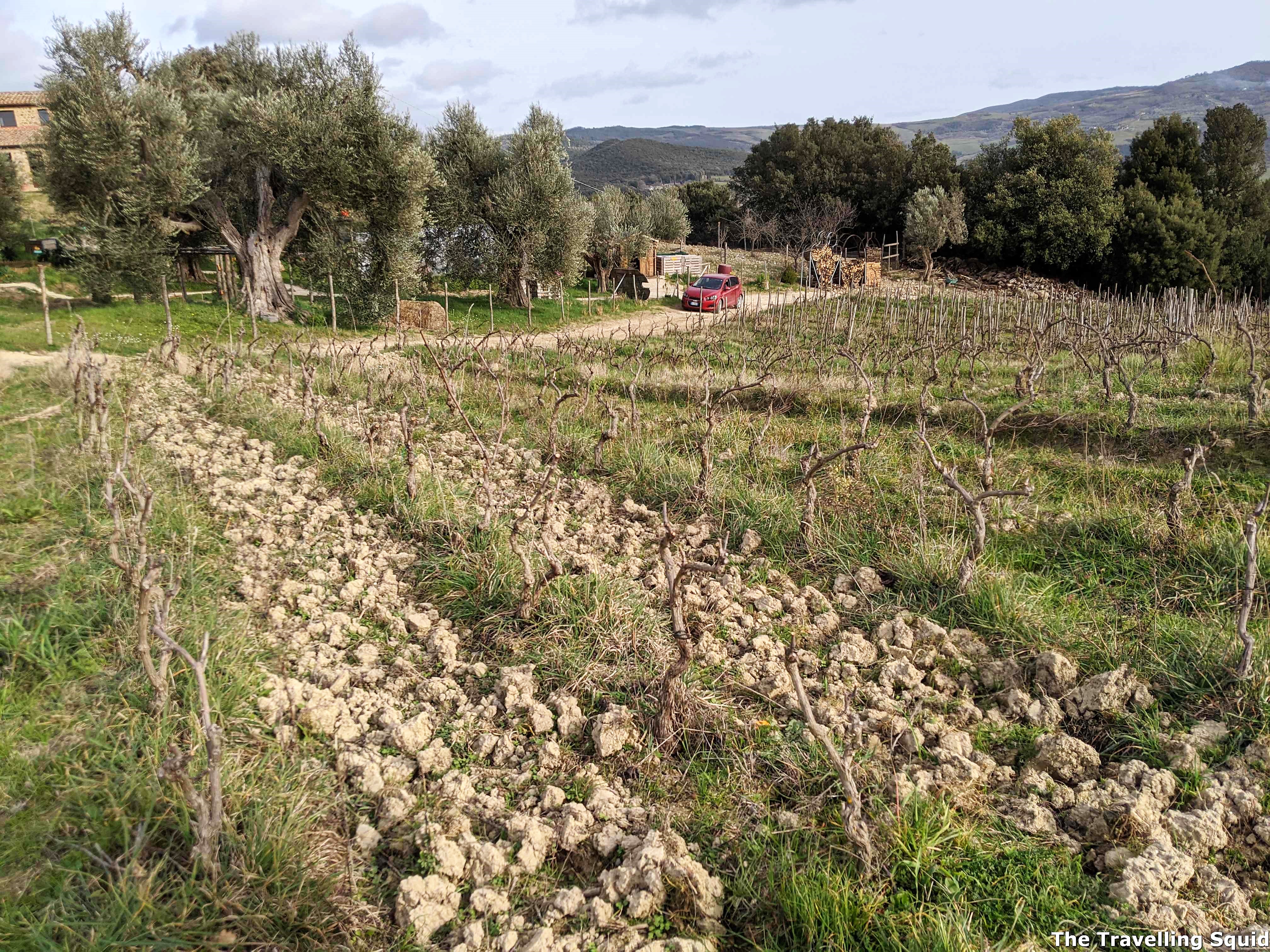 vineyard Podere Le Ripi in Montalcino