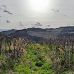 Recommended: Visit to the cellar door of Podere Le Ripi in Montalcino