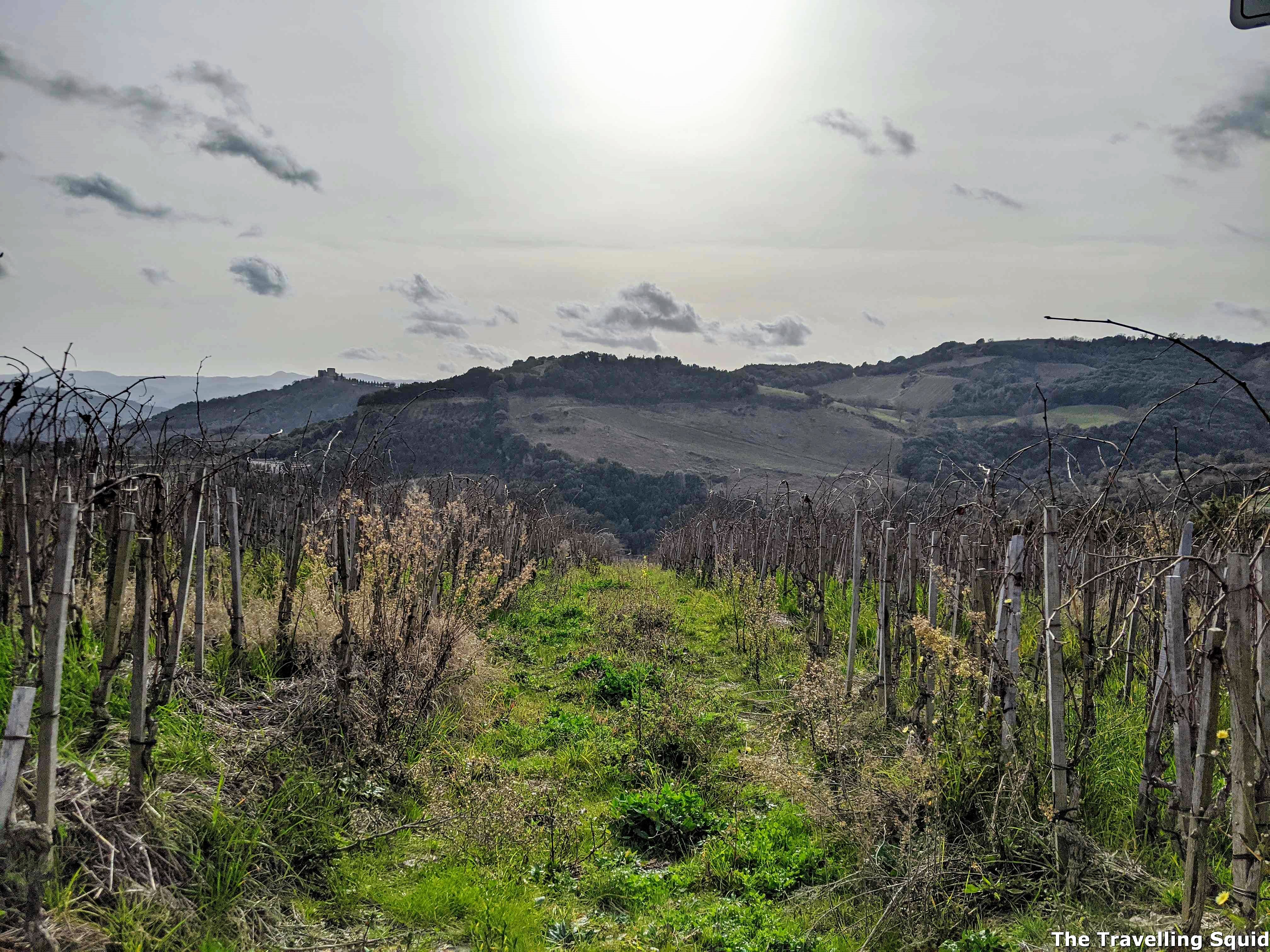 vineyard Podere Le Ripi in Montalcino