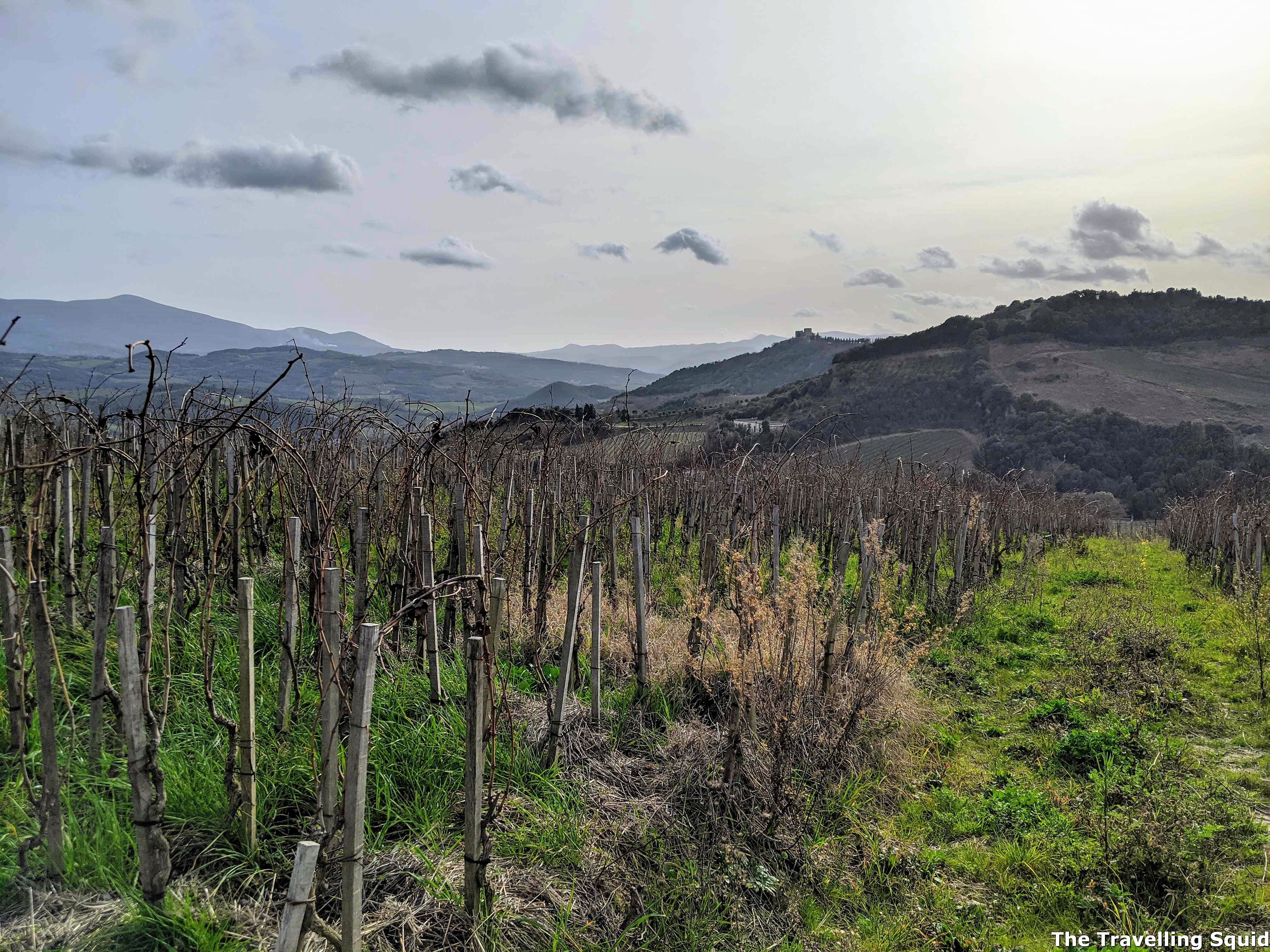 vineyard Podere Le Ripi in Montalcino