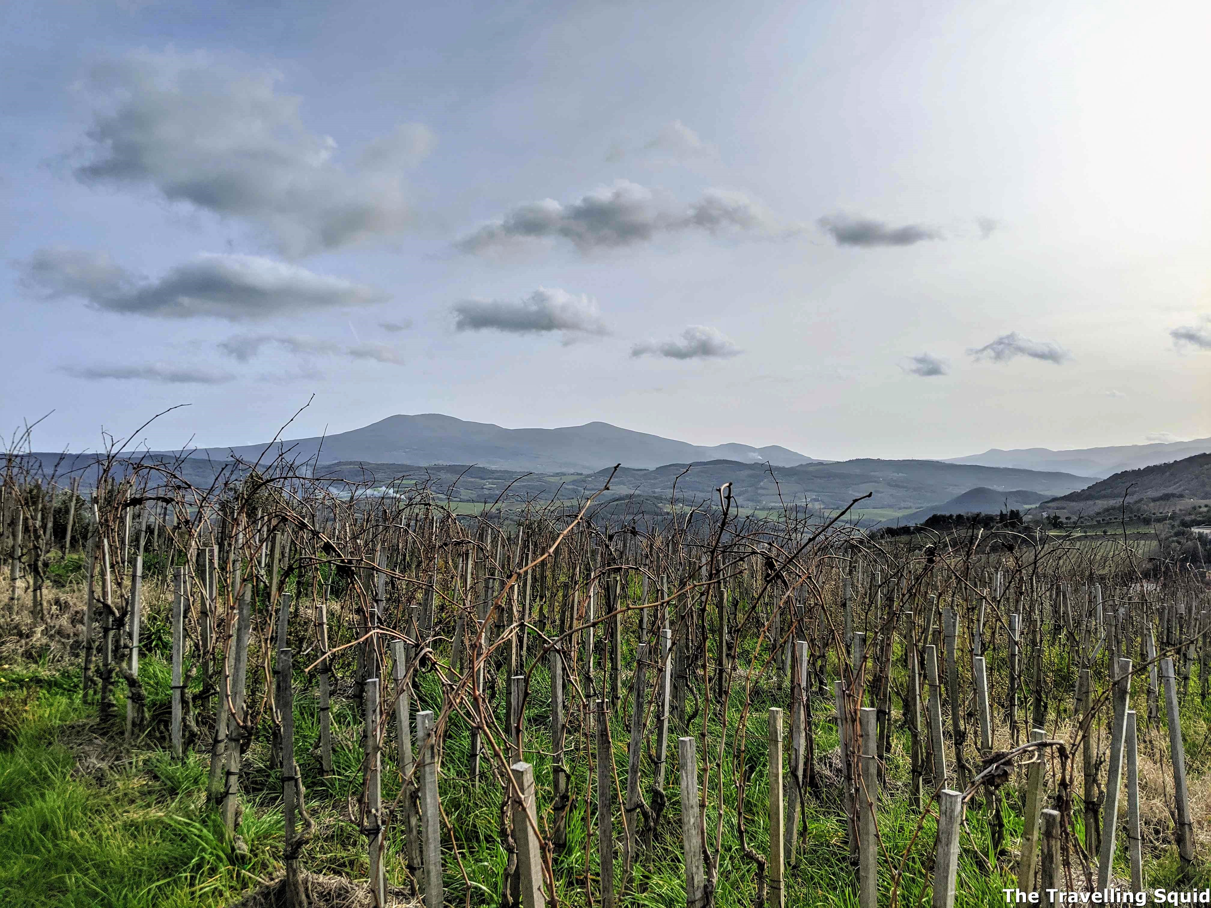 vineyard Podere Le Ripi in Montalcino