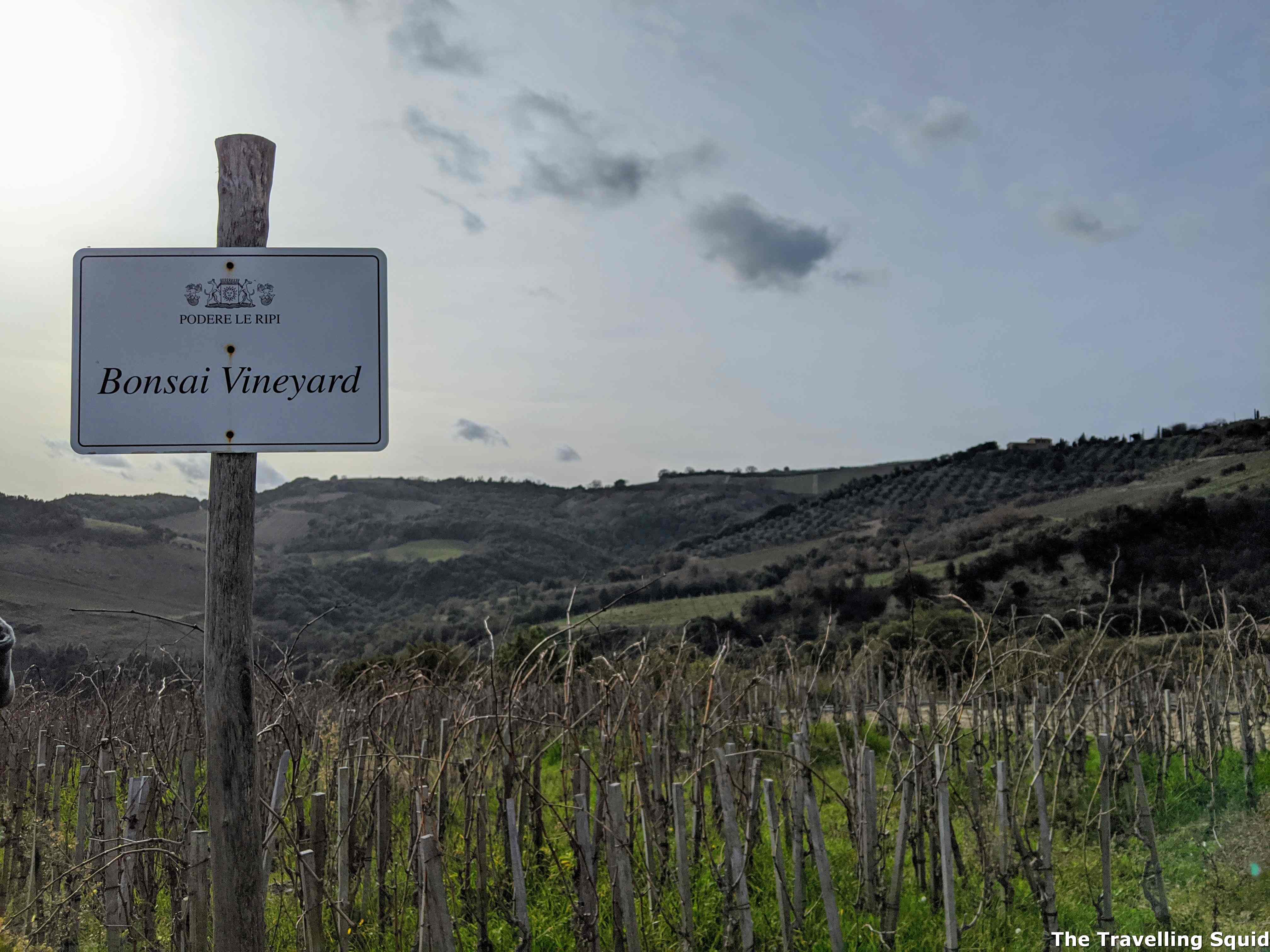 bonsai bonsai vineyard Podere Le Ripi in Montalcino