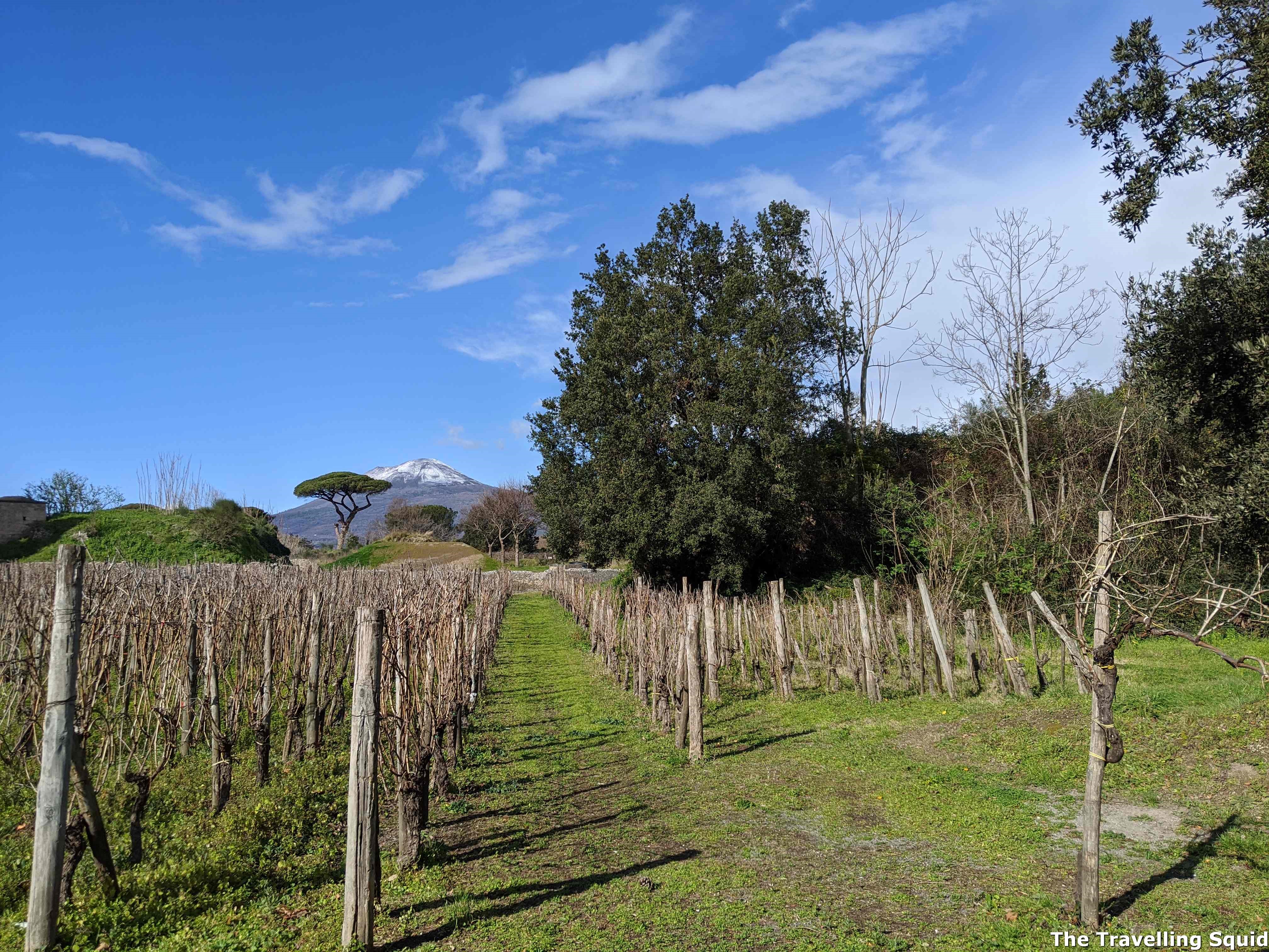 vineyard pompeii mount vesuvius