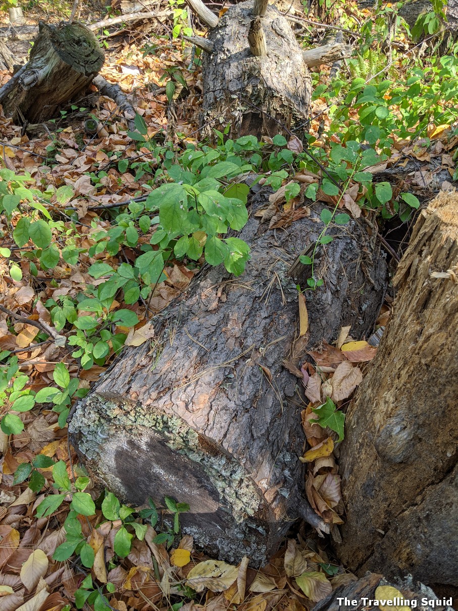 middlesex fells reservation