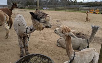Marthas vineyard alpacas