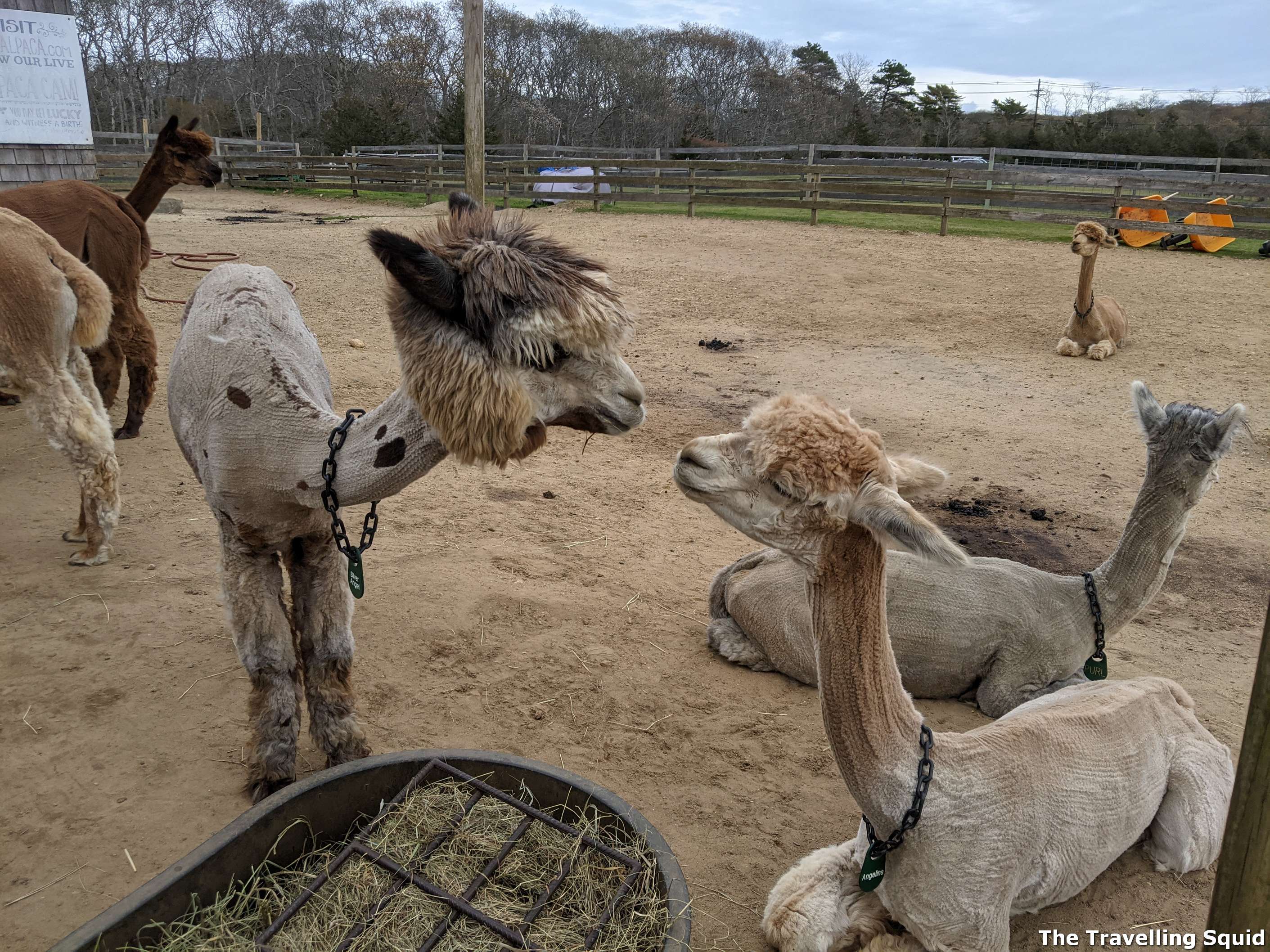 Marthas vineyard alpacas