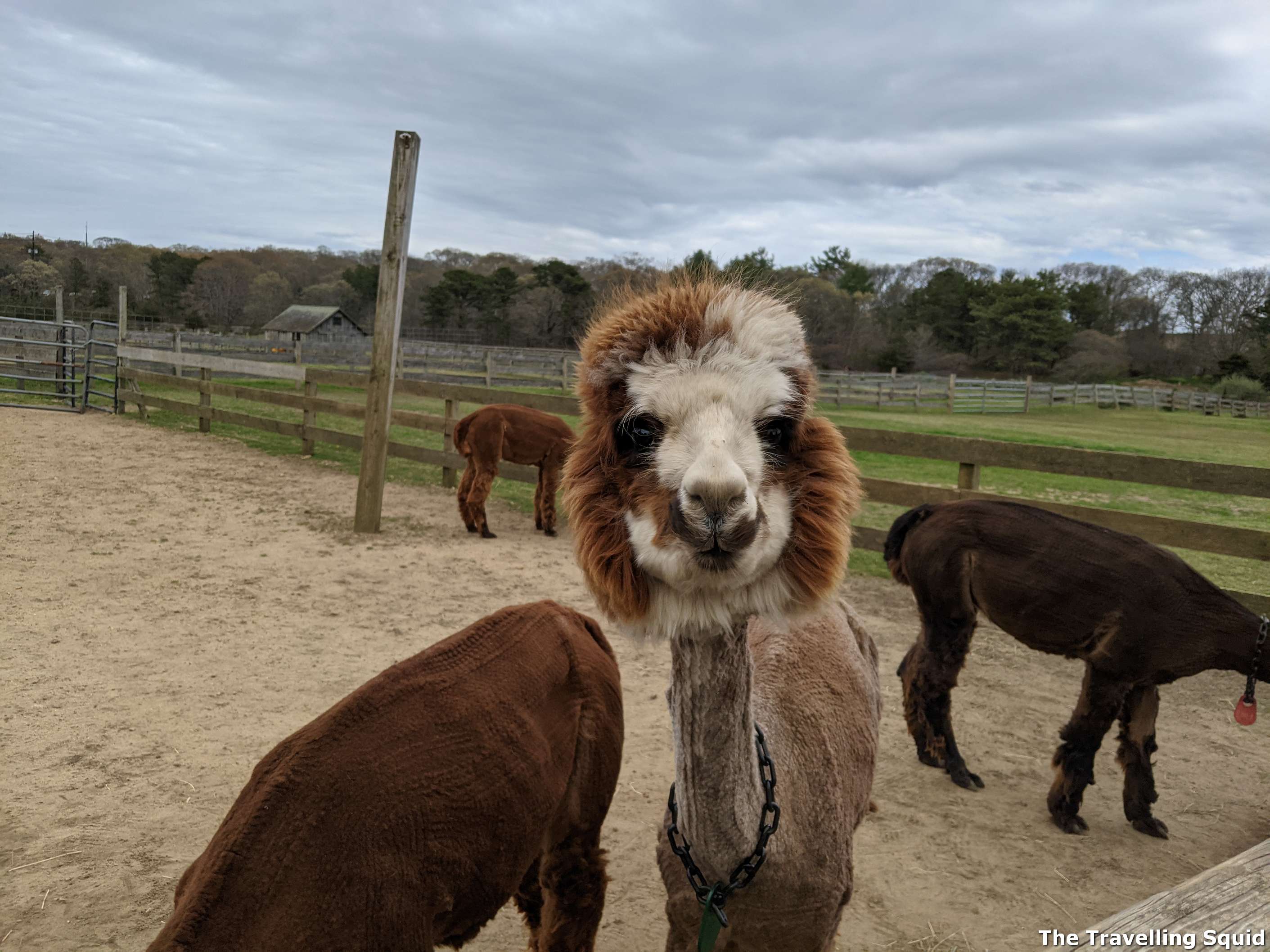 Island Alpaca Company marthas vineyard