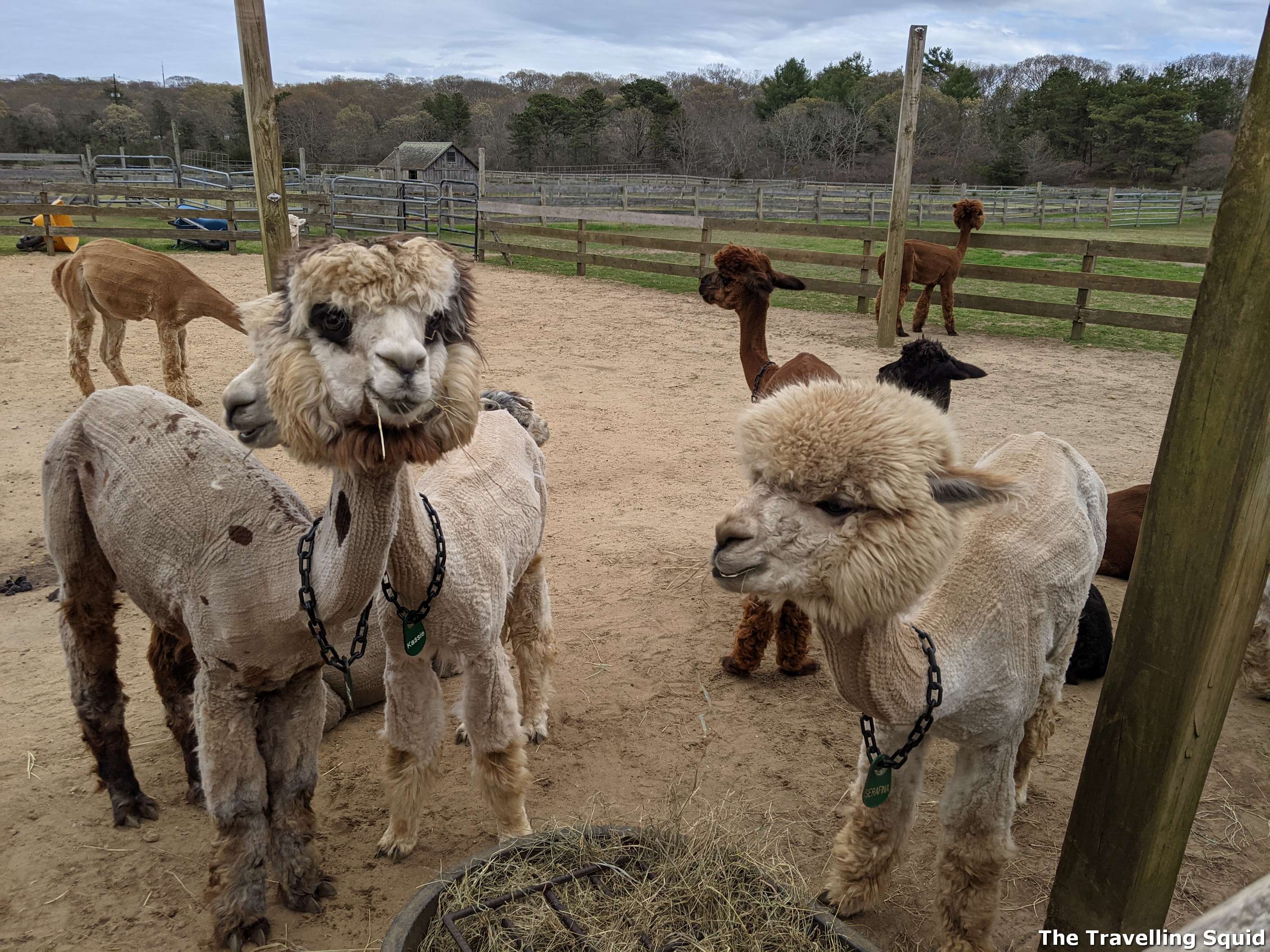 Island Alpaca Company marthas vineyard